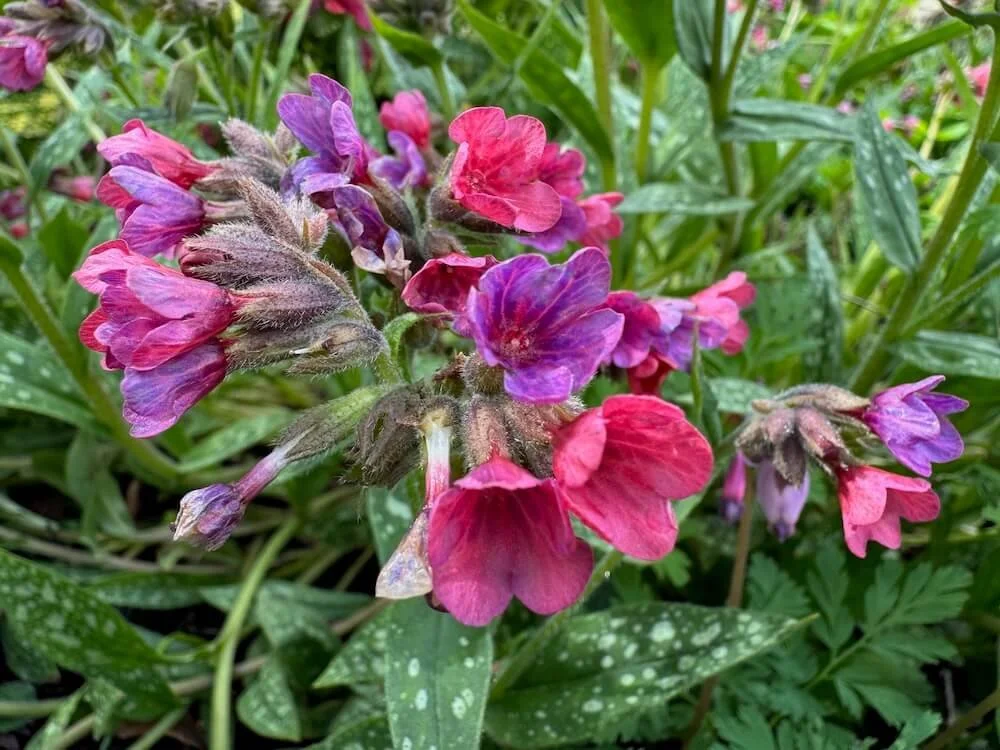 Pulmonaria ‘Raspberry Splash’