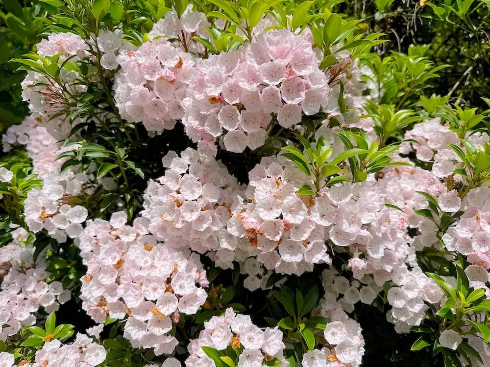 MOUNTAIN LAUREL (Kalmia)