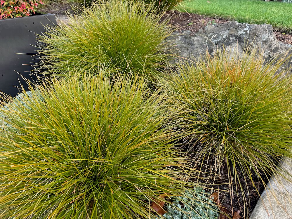 Lomandra confertifolia subsp. rubiginosa 'Lomlon'