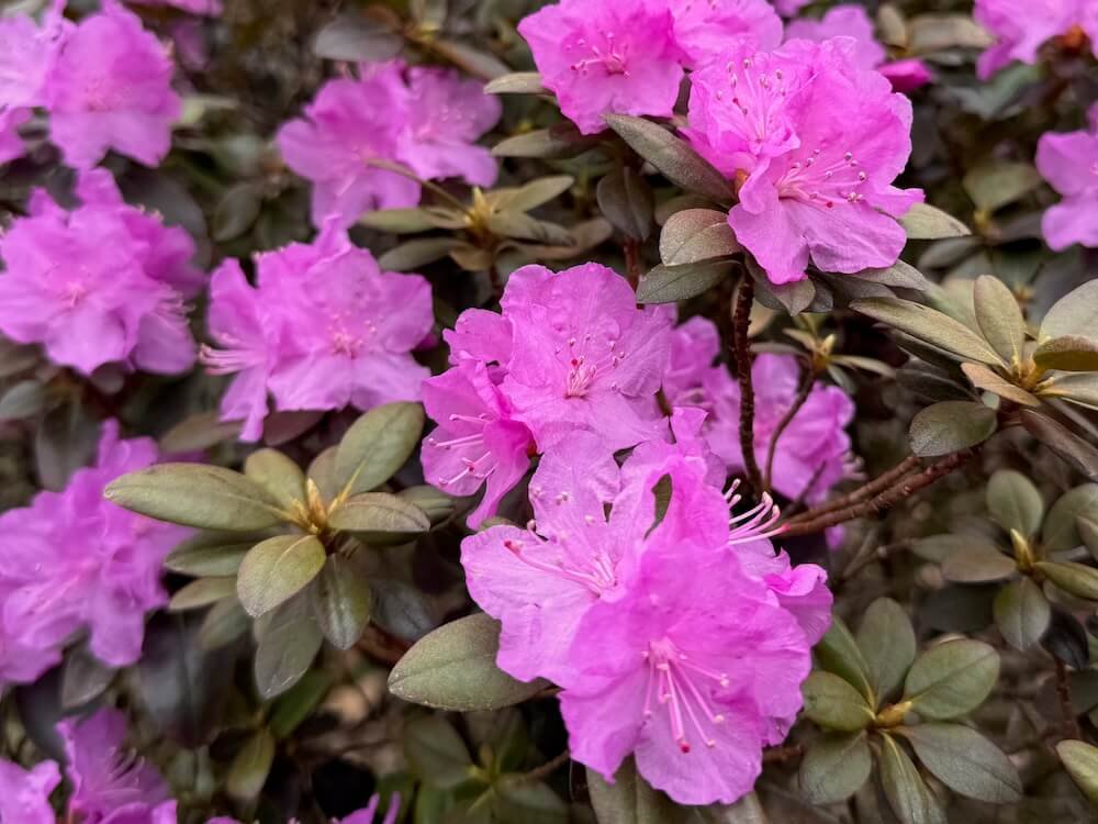 Early Blooming Shrubs
