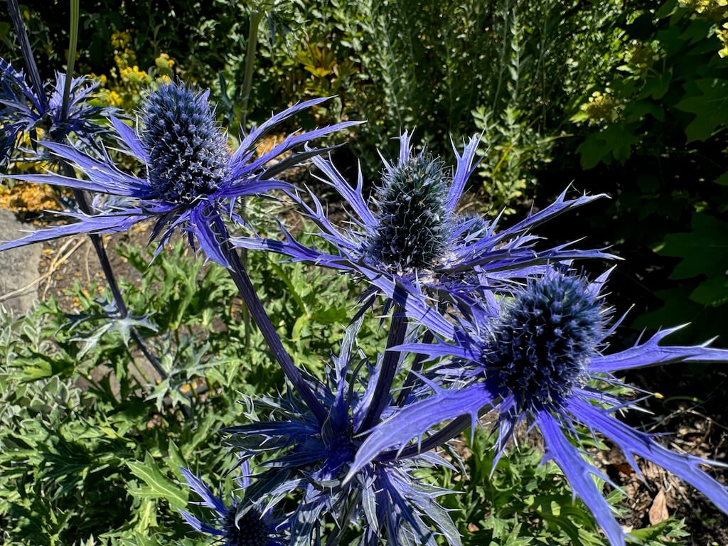 Eryngium × zabelii 'Jos Eijking'