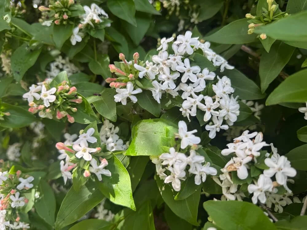 Abelia mosanensis 'Monia'