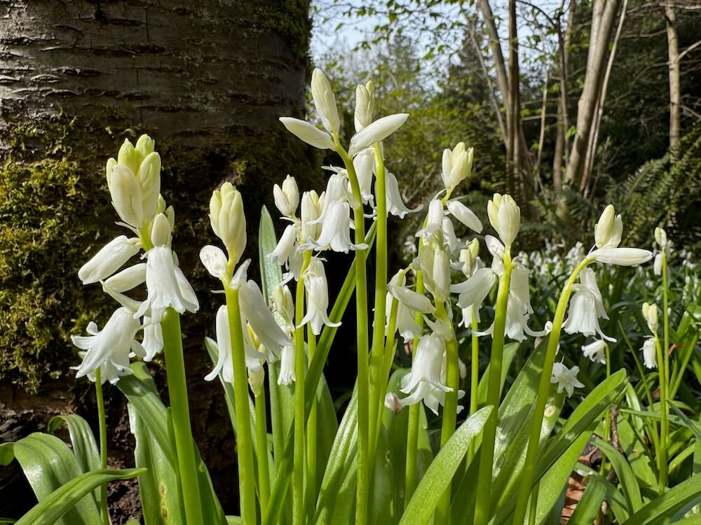Hyacinthoides hispanica 'Alba'