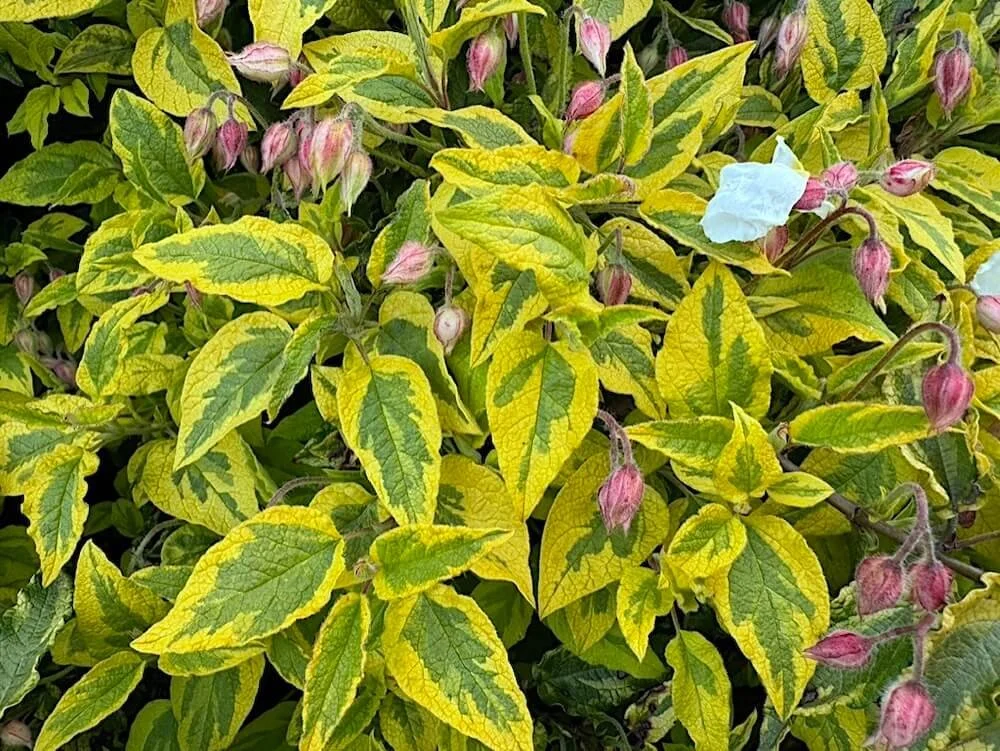 Cistus x hybridus 'Mickie'