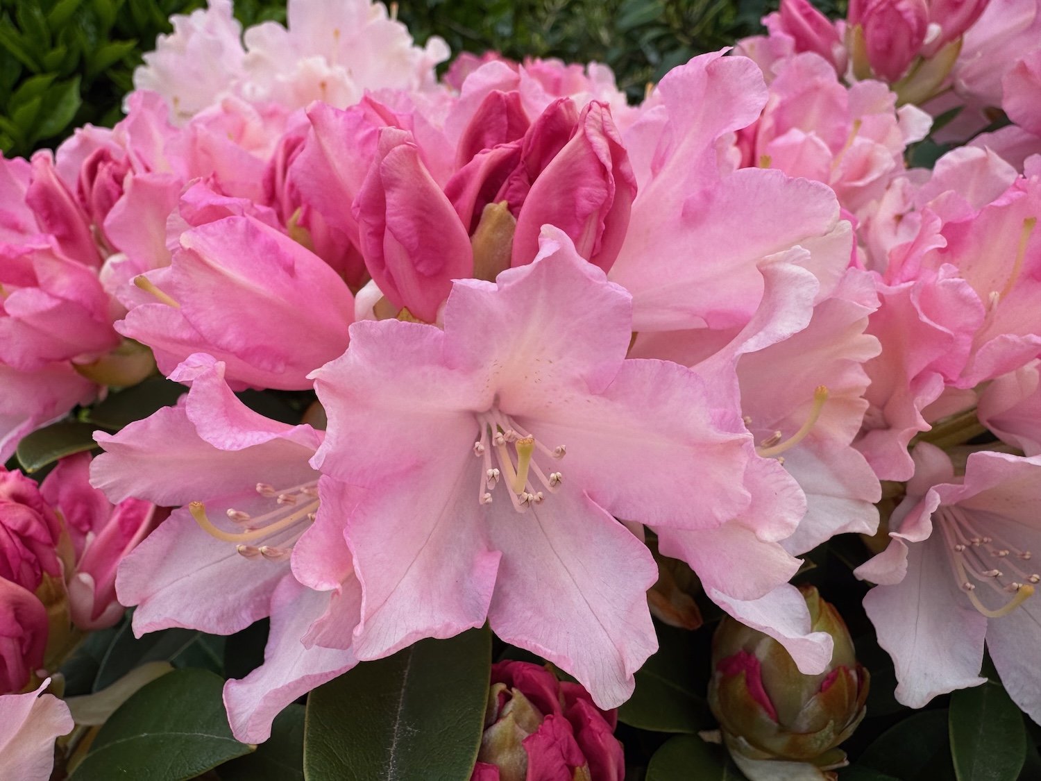 Spring Garden Tasks