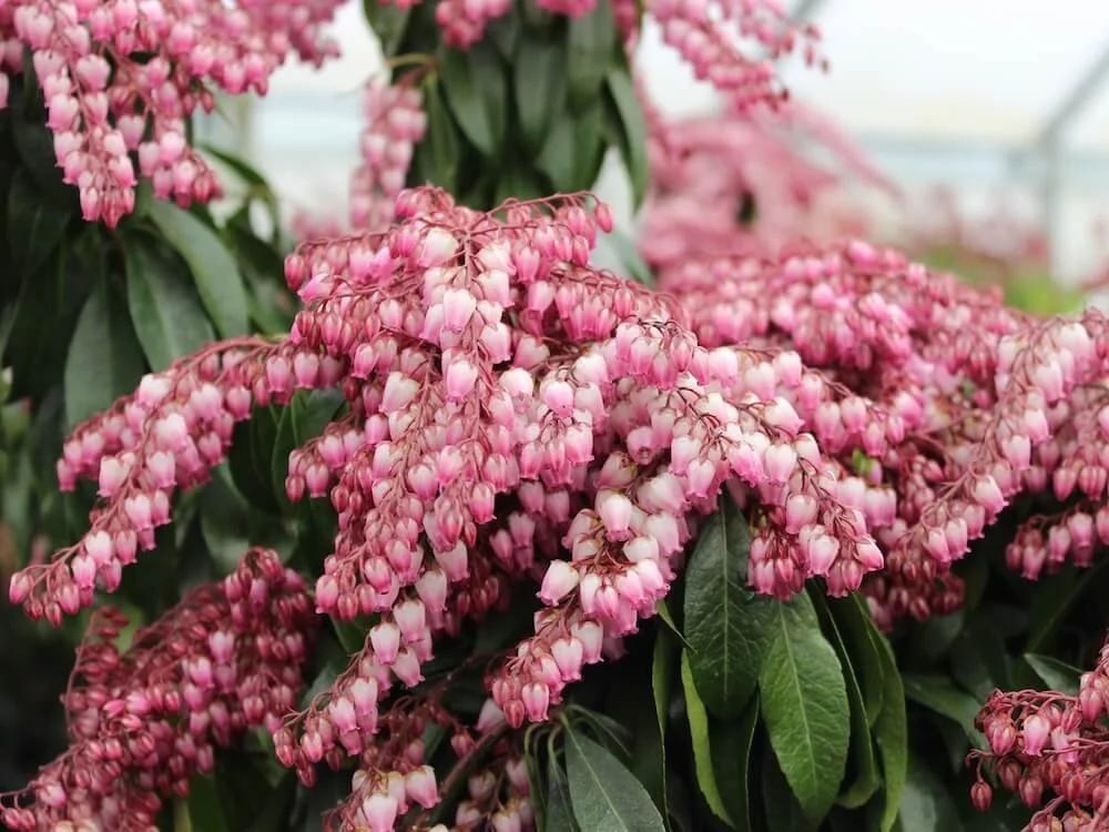 Winter Blooming Shrubs