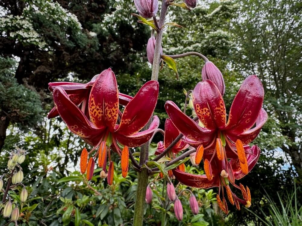 Lilium martagon 'Claude Shride'