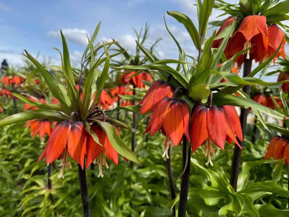 Fritillaria imperialis 'Rubra'