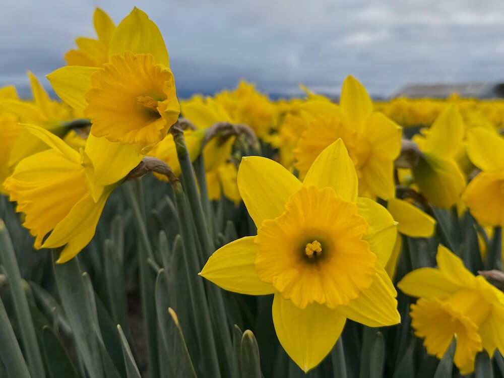 Narcissus pseudonarcissus