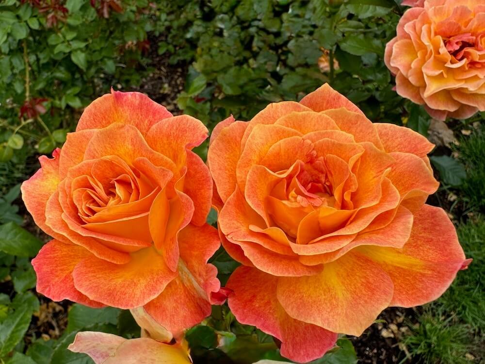 Rosa 'Rosie the Riveter'
