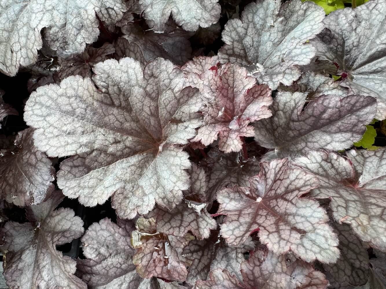 Heuchera 'Plum Pudding'