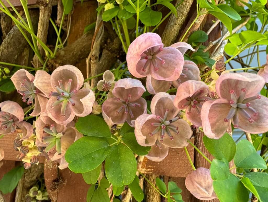 Akebia quinata 'Rosea'