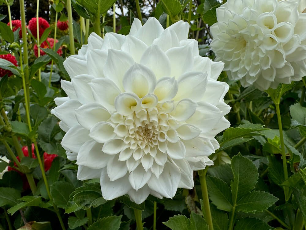 Dahlia 'AC Salt'