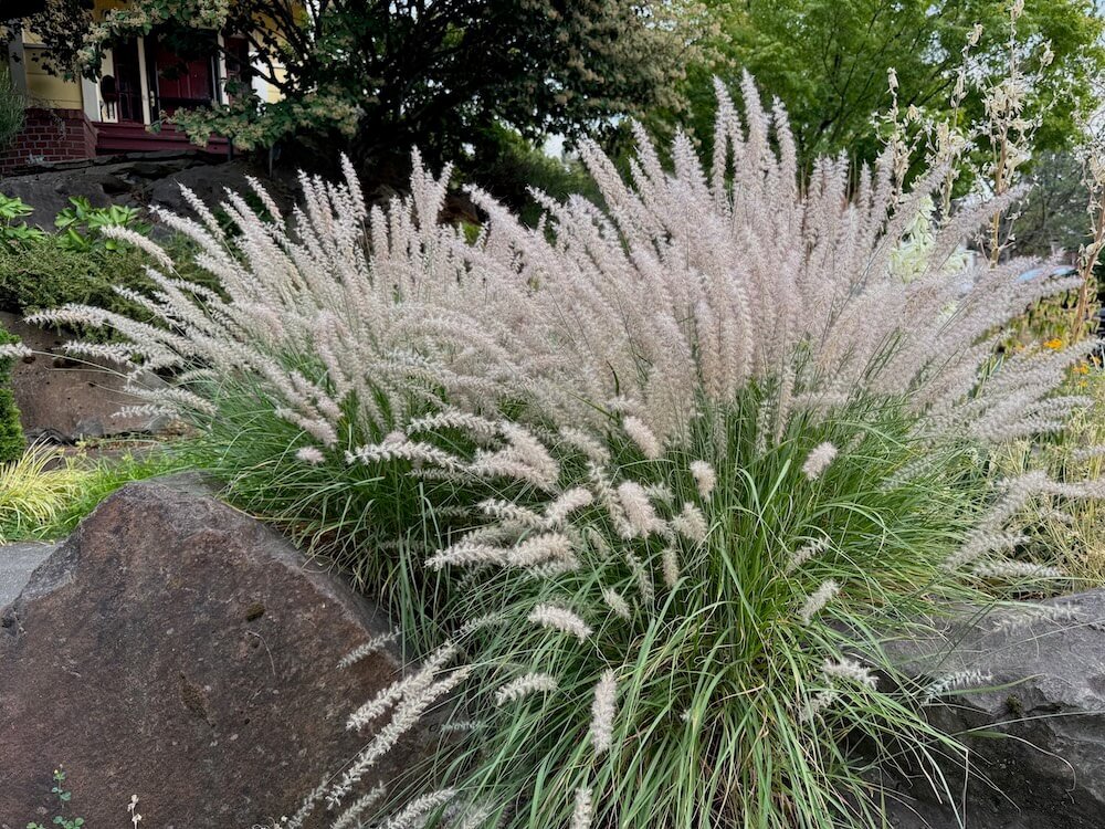 Pennisetum orientale