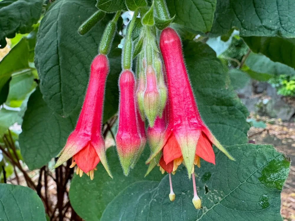 Fuchsia splendens x fulgens ‘Speciosa’