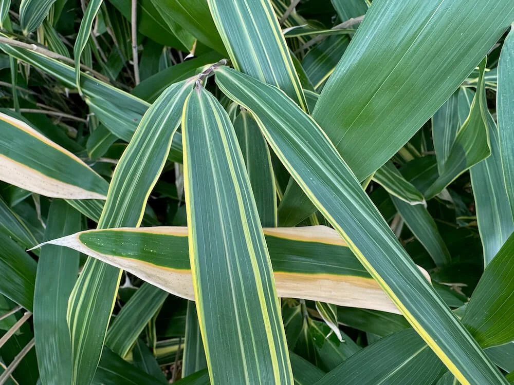 Sasaella masamuneana 'Albostriata'