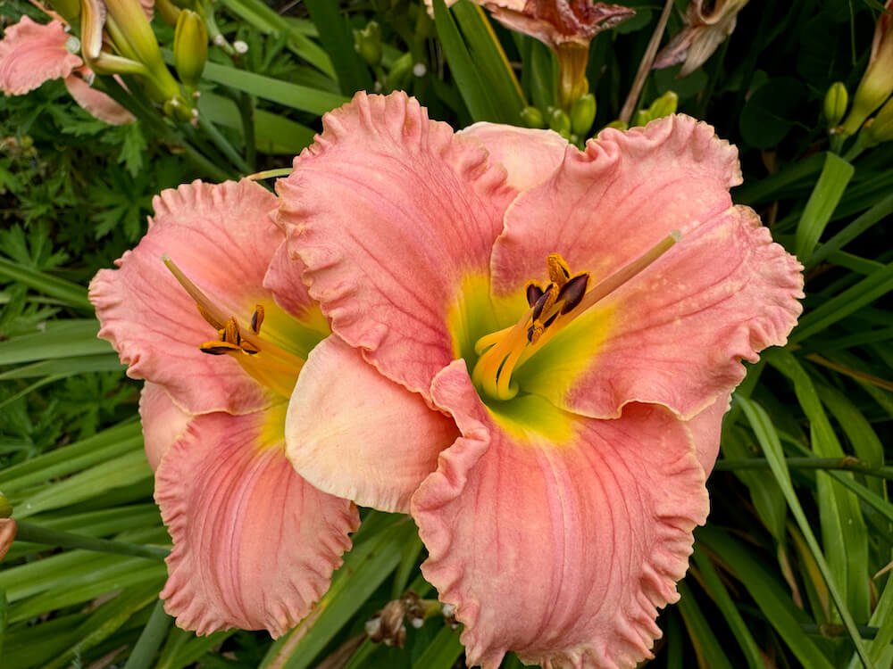 Daylilies