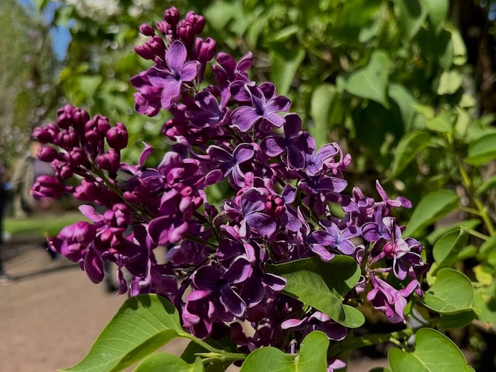 Syringa vulgaris 'Arch McKean'