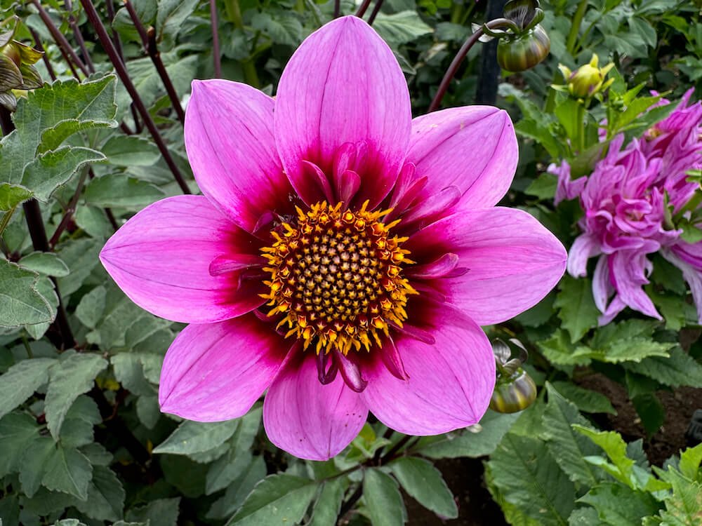 Dahlia 'Bee Happy'