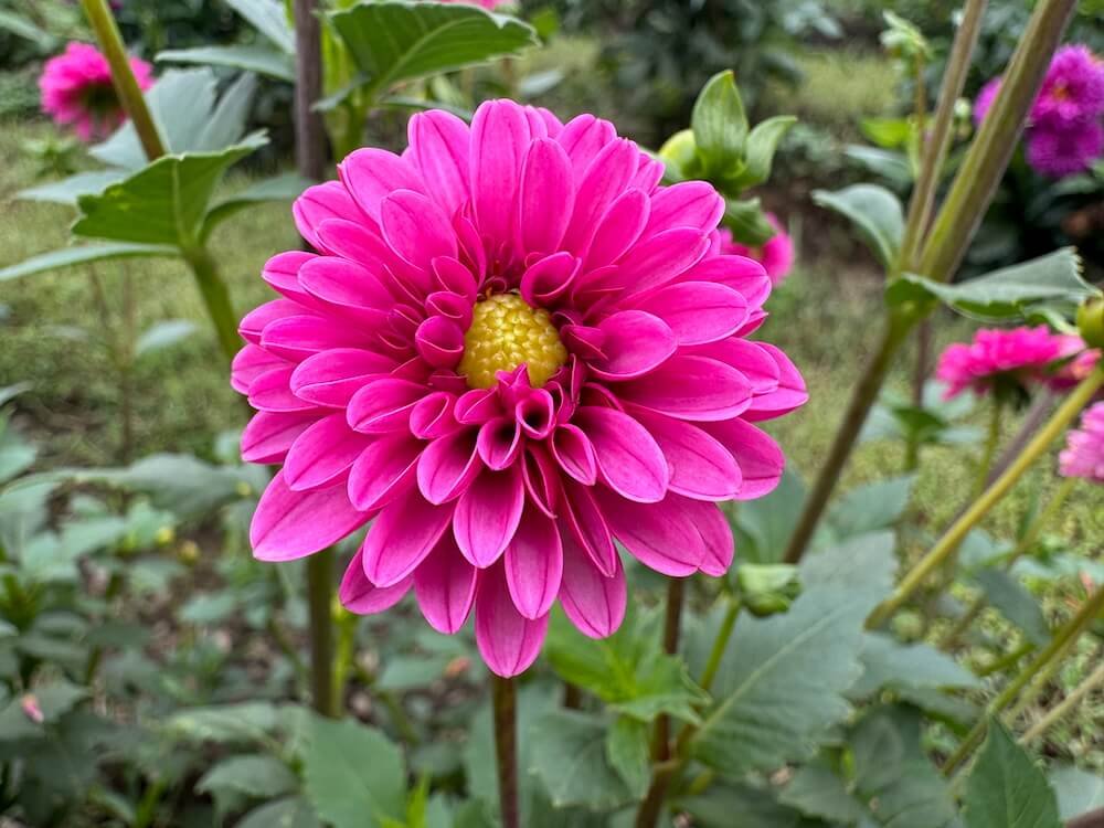 Dahlia 'Elvira'