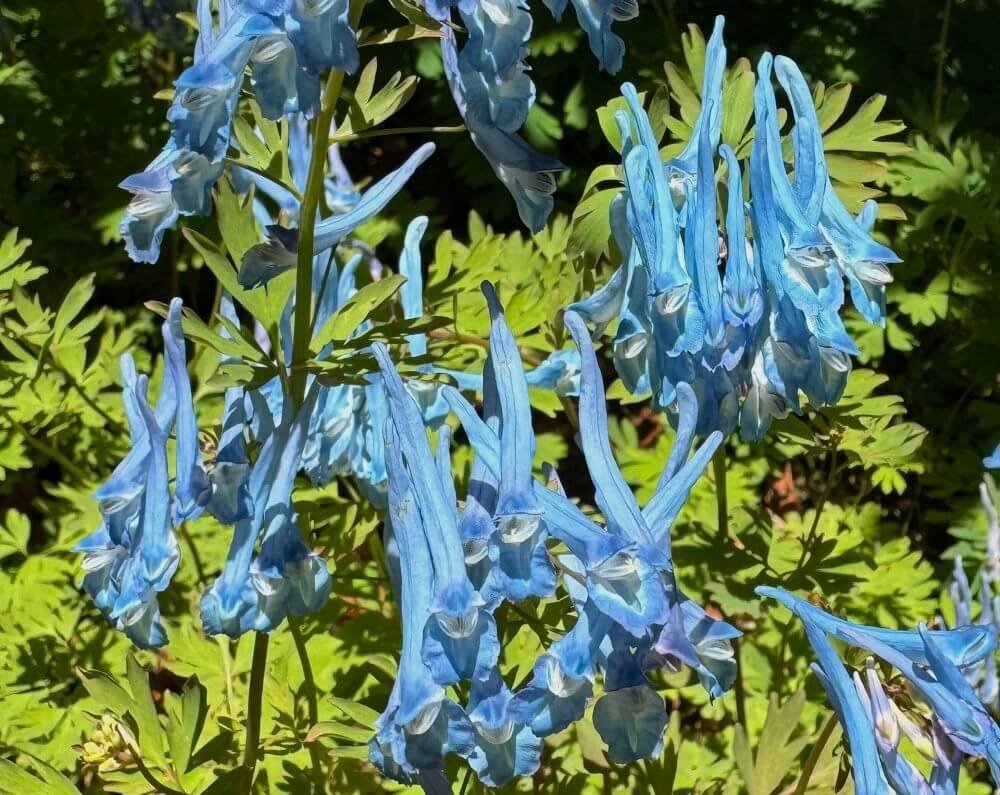 Corydalis elata x flexuosa ‘Wildside Blue’