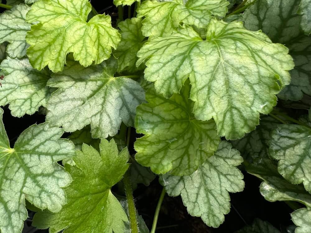 Heuchera 'Paris'