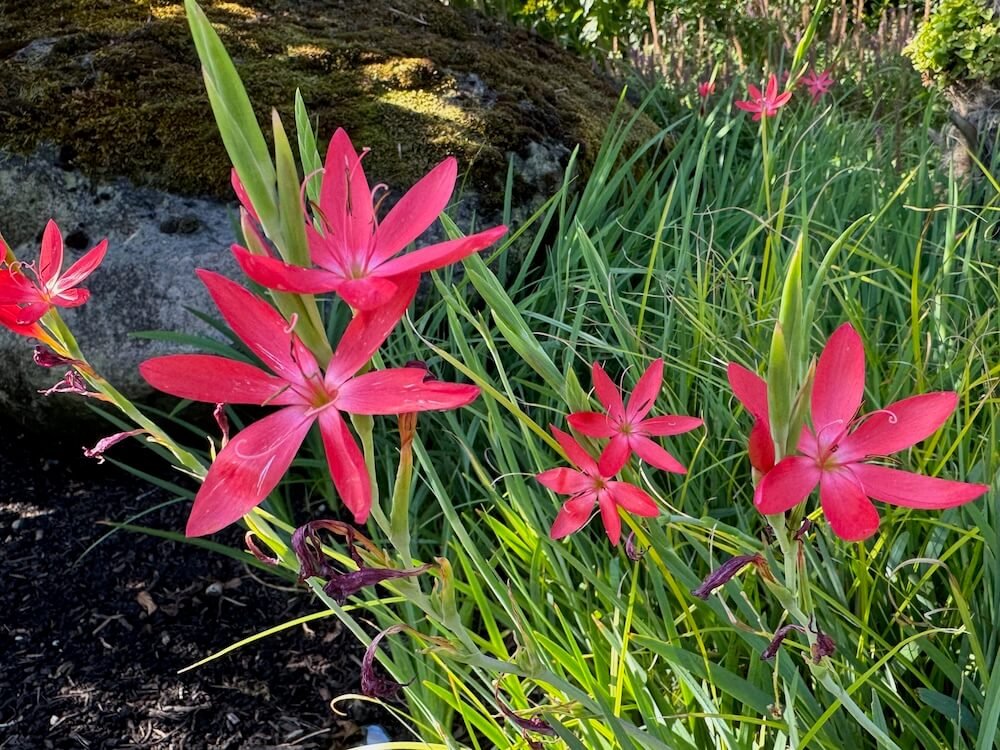 Schizostylis coccinea 'Oregon Sunset'