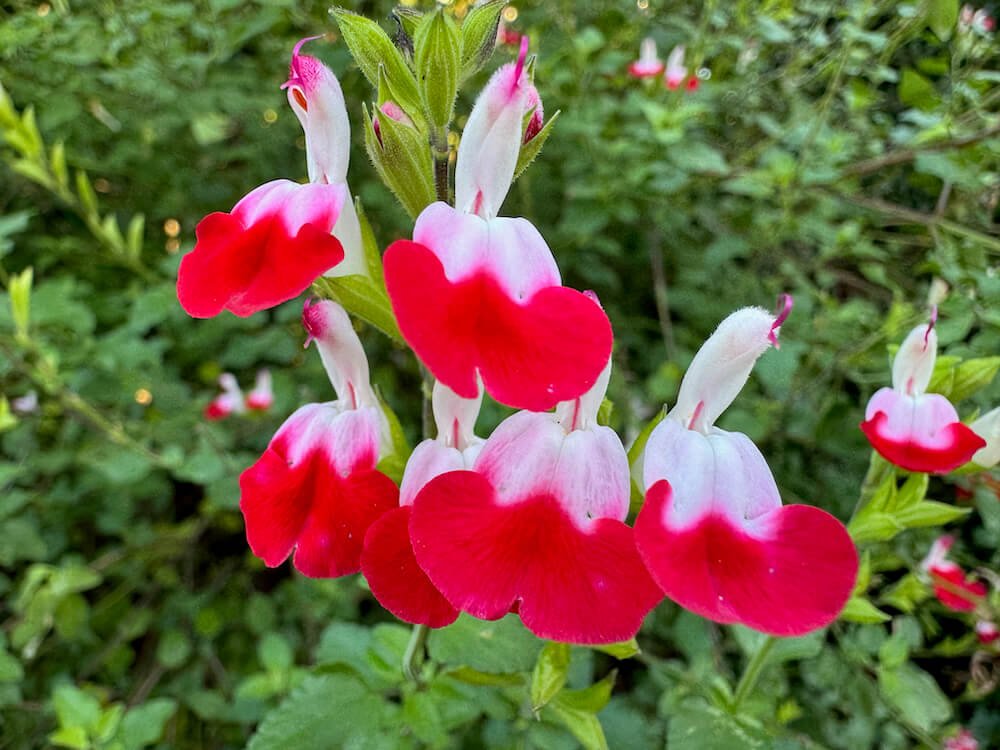 Salvia microphylla 'Hot Lips'