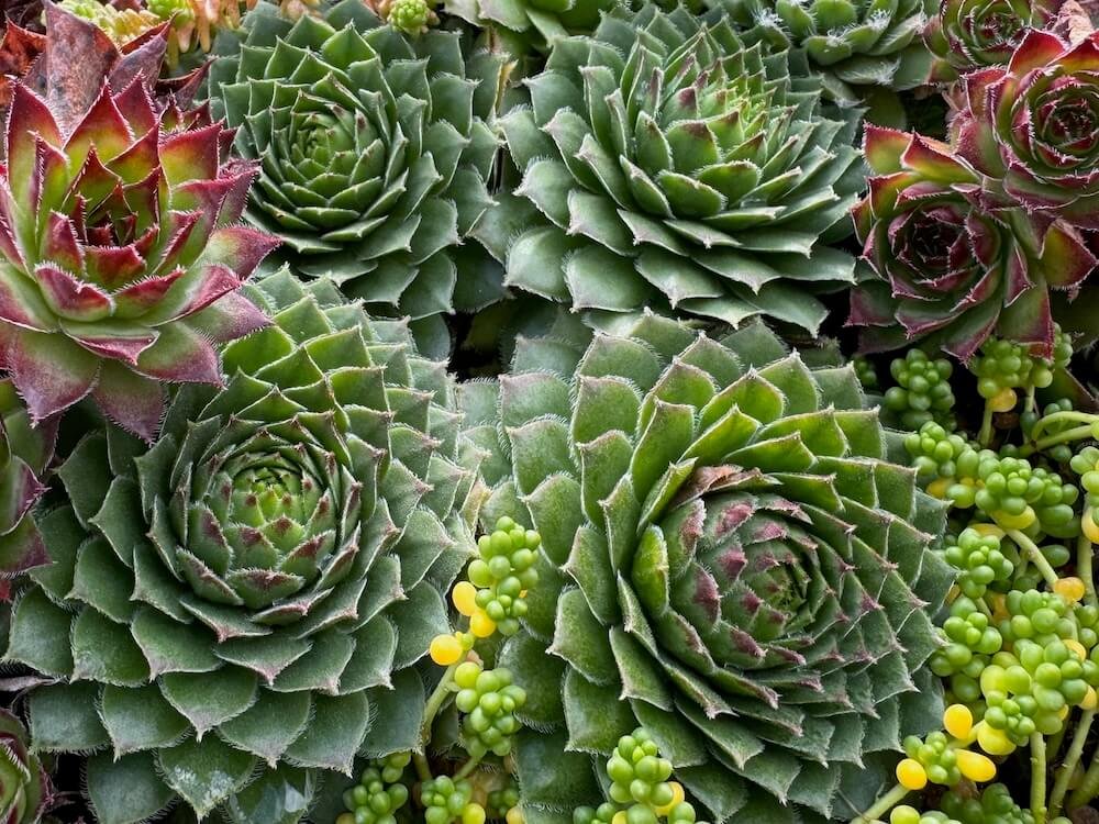 Sempervivum 'Green Wheel'