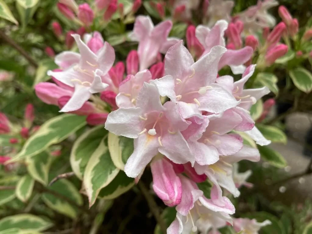 Weigela florida 'Kolsunn'