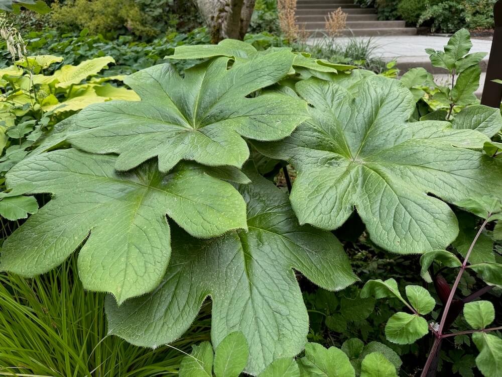 Podophyllum versipelle