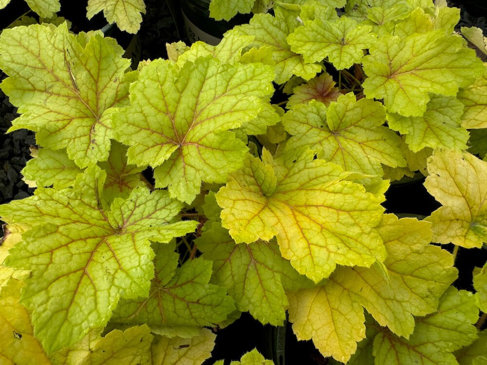 Heuchera 'Electric Lime'