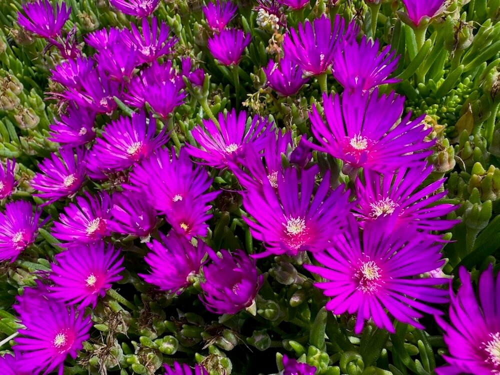 ICE PLANT (Delosperma)