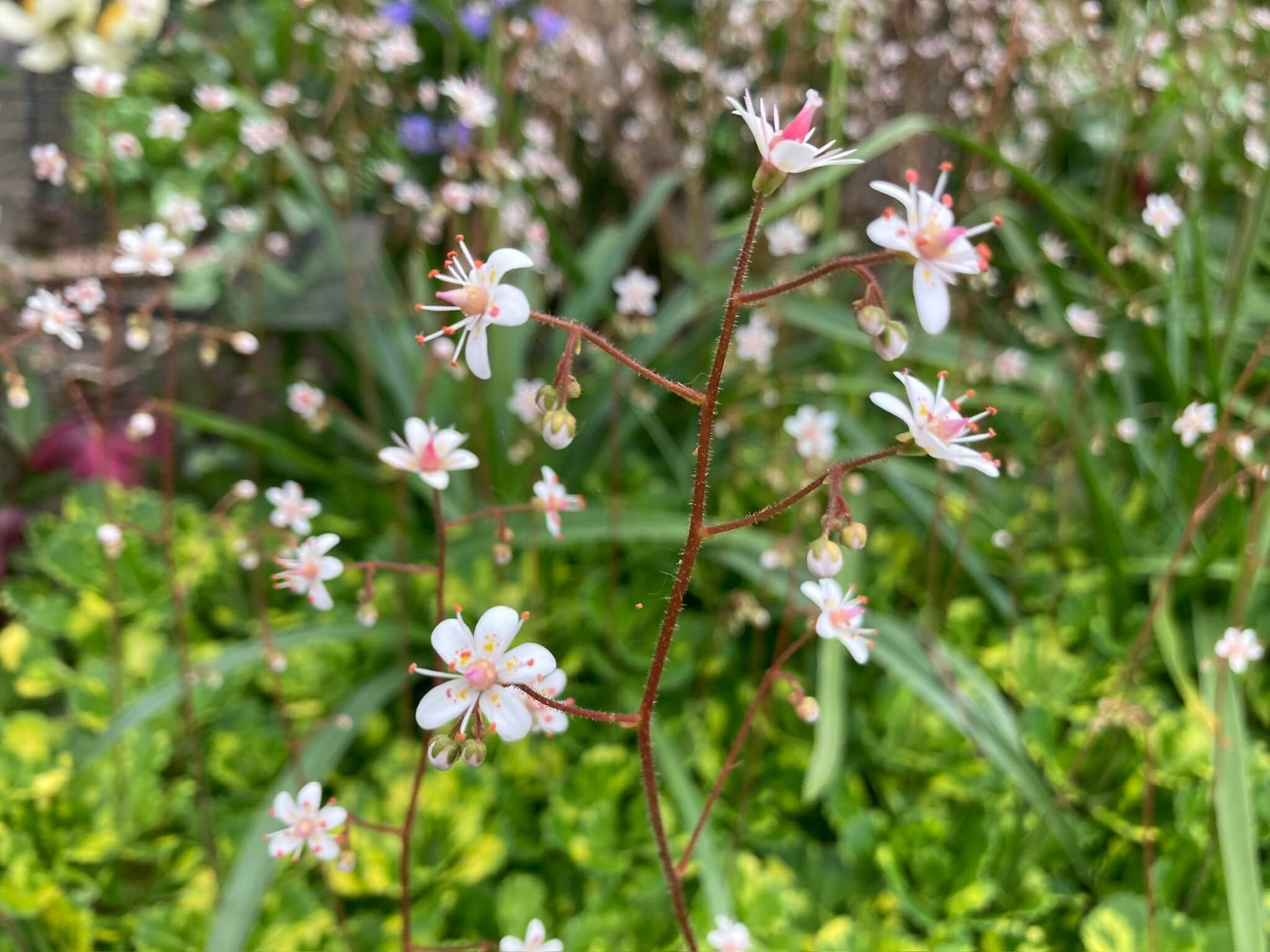 Saxifraga x urbium ‘Aureopunctata’