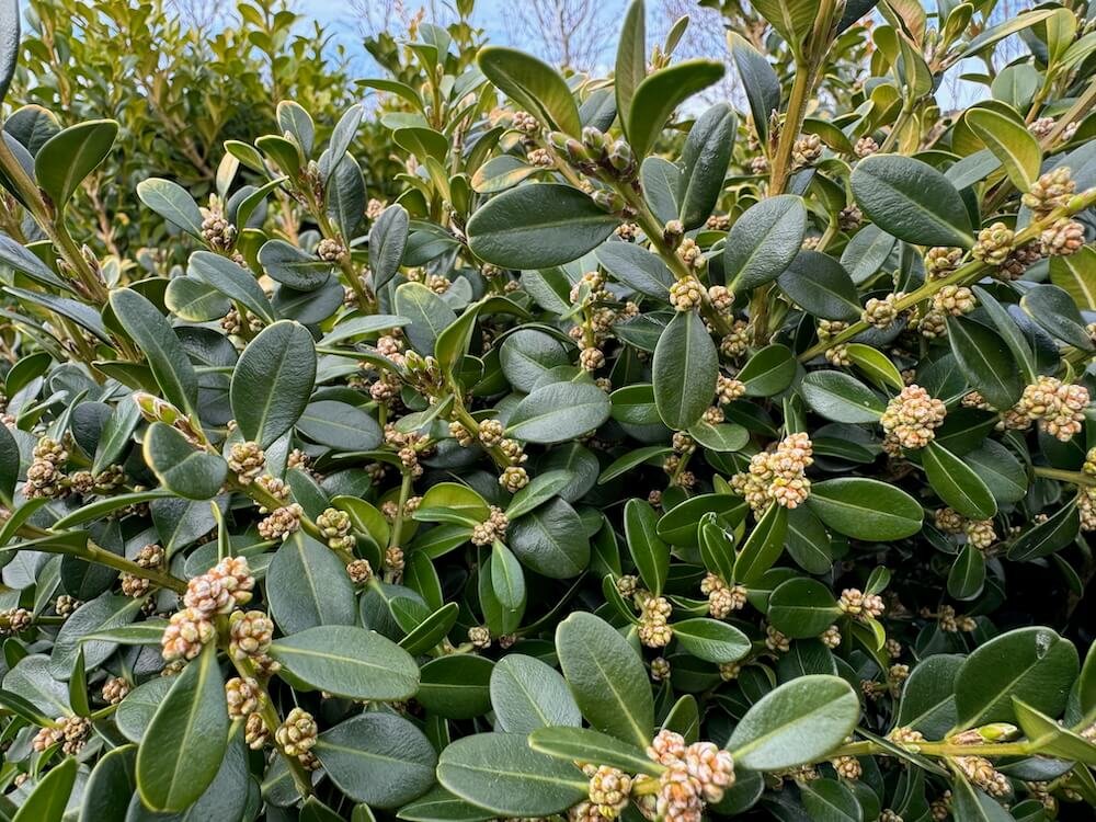 BOXWOOD (Buxus)