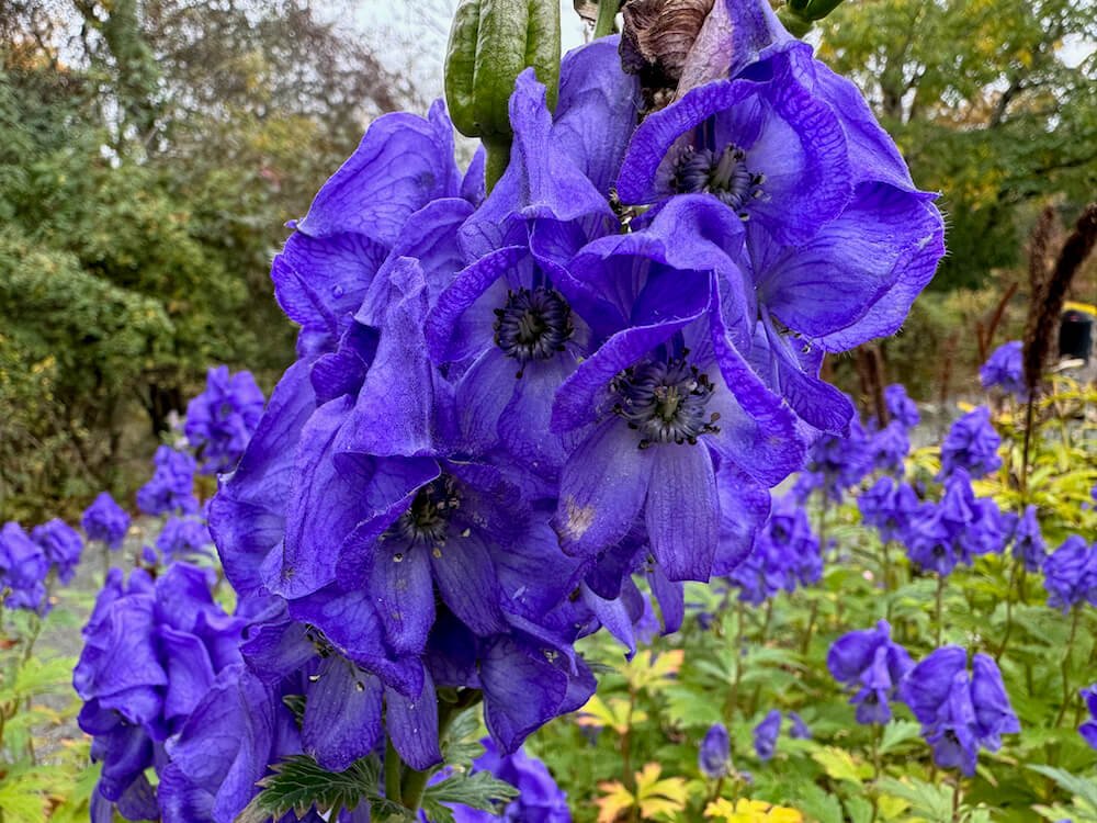 Aconitum carmichaelii 'Barker's Variety'