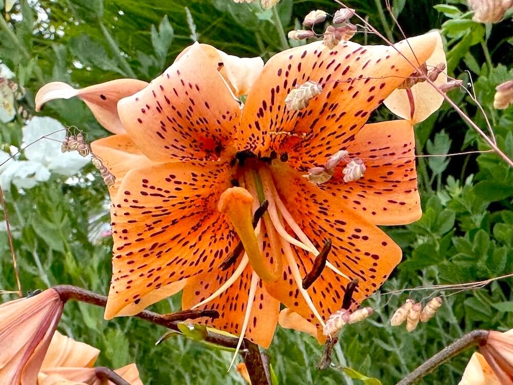 Lilium 'Tiger Babies'