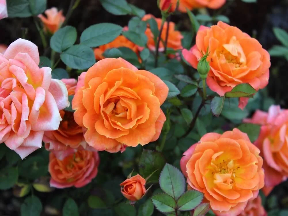 Rosa 'Amber Sunblaze'