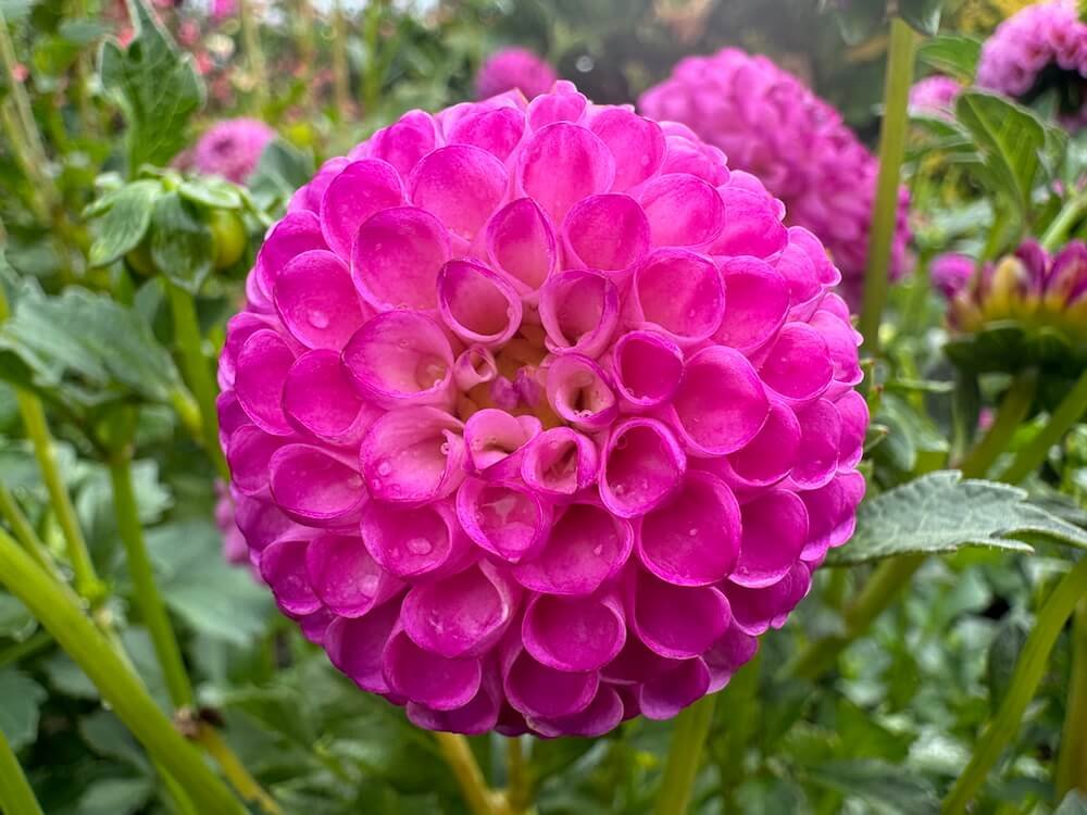 Dahlia 'Zippity Do Da'