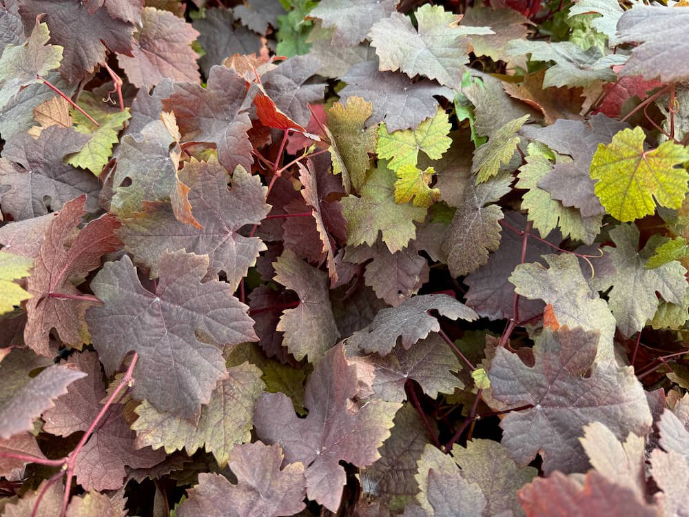 Vitis vinifera 'Purpurea'