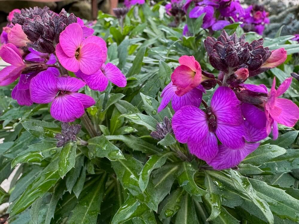 Erysimum × cheiri 'Color Vibe Purple'