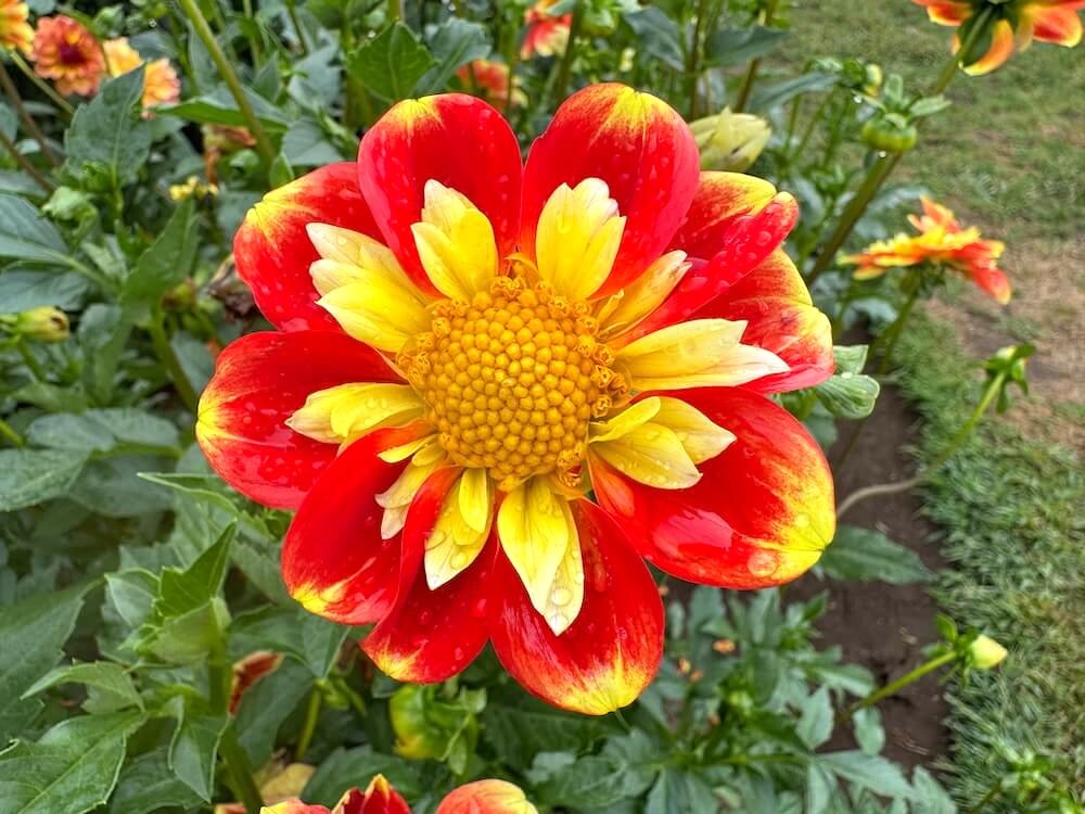 Dahlia 'Pooh'