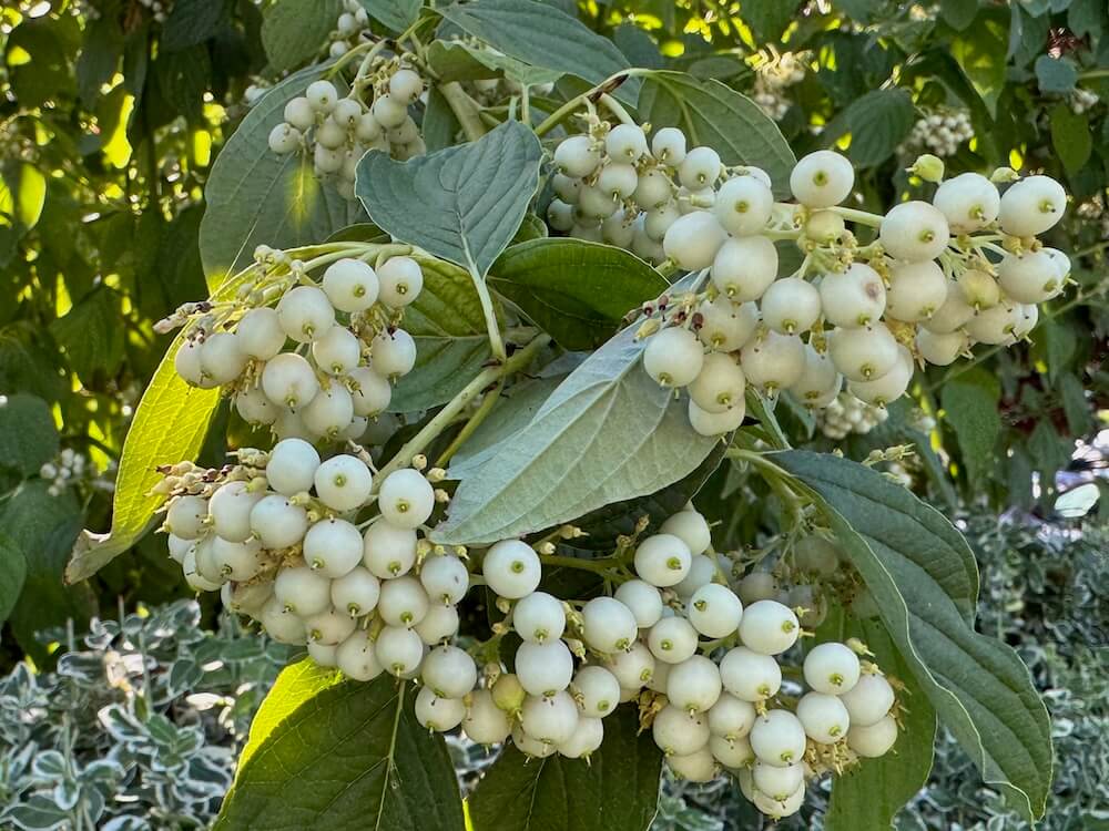 Cornus sericea ‘Flaviramea’