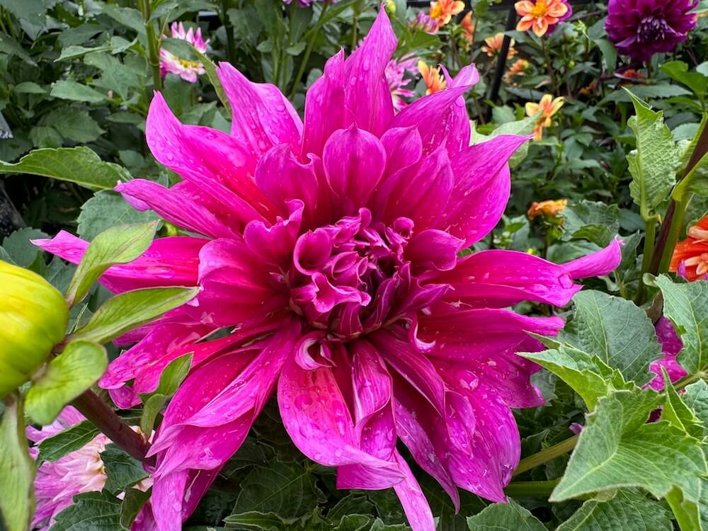 Dahlia 'Emory Paul'