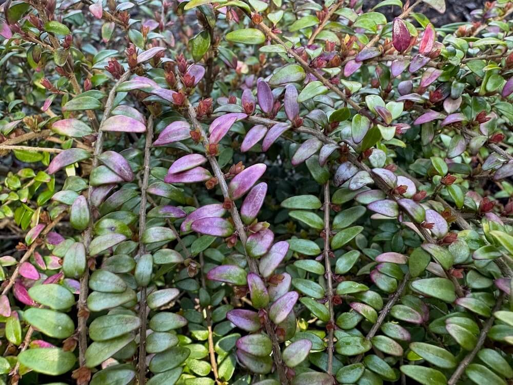 Lonicera nitida 'Twiggy'