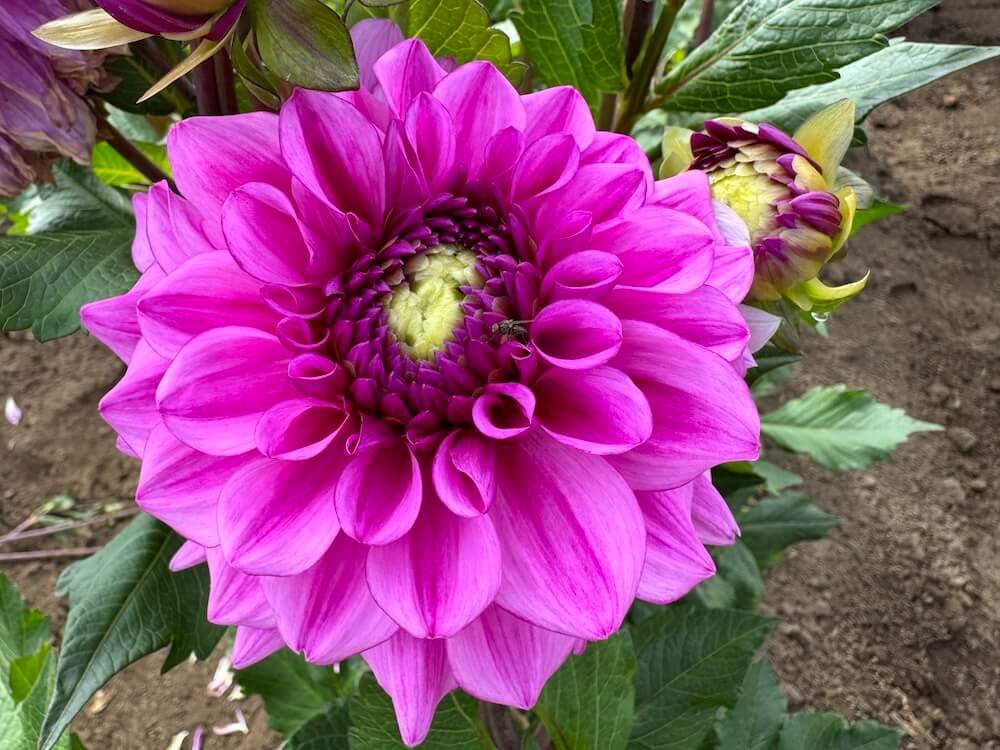 Dahlia 'Vintage'