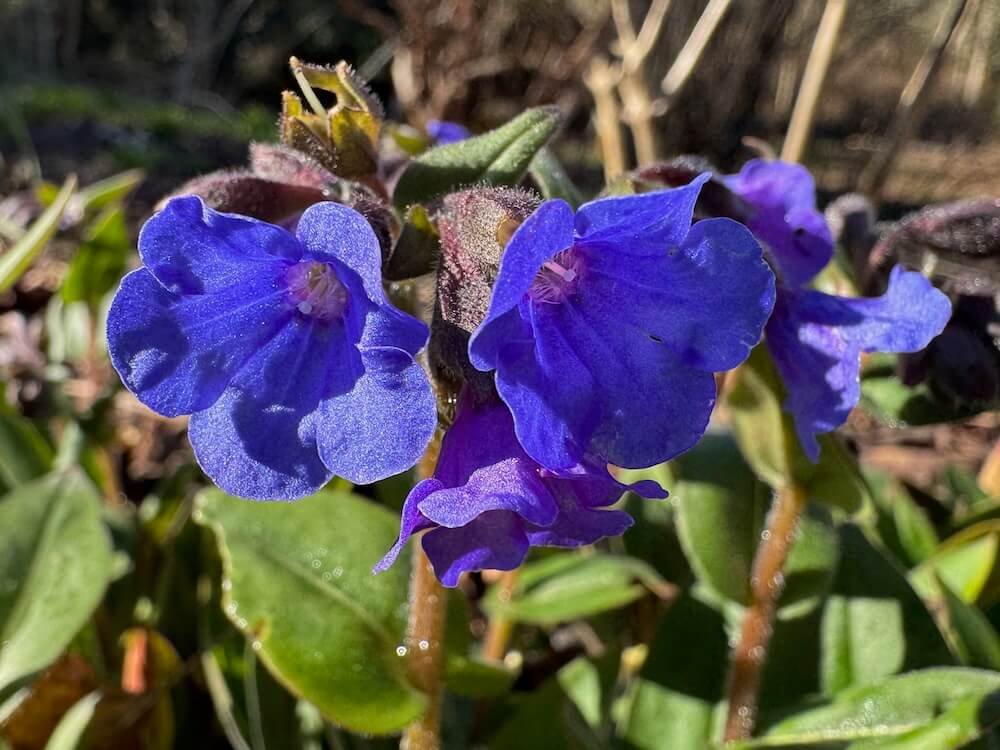 Pulmonaria angustifolia 'Blue Ensign'