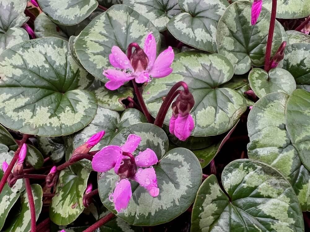 Cyclamen coum