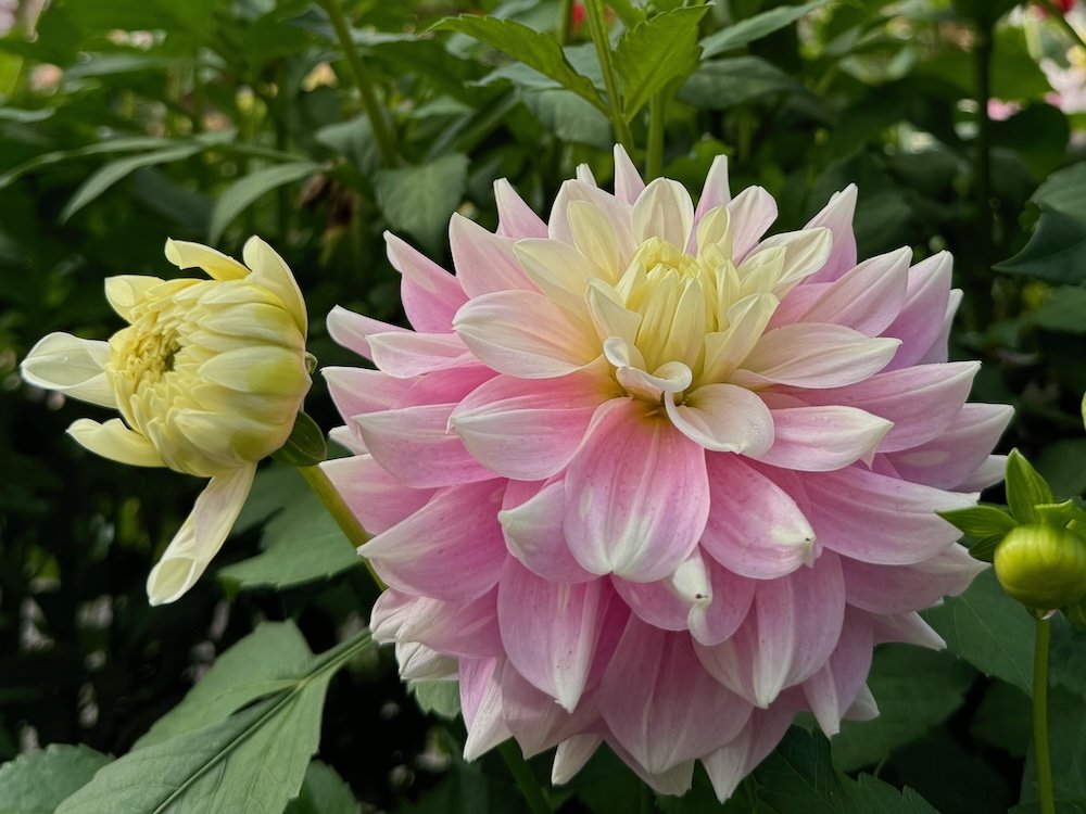 Dahlia 'Innocence'