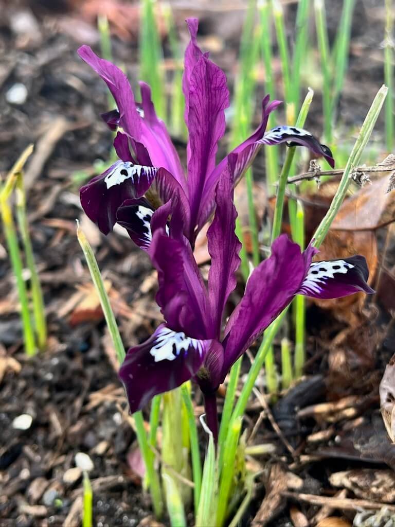 Iris reticulata ‘Spot On’